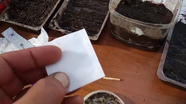Чем отличаются профессиональные семена от обычных. смотреть онлайн