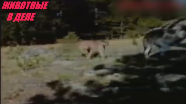 Даже Волки не Могут Справиться с Этим Зверем смотреть онлайн