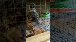 тетерев и глухарята, разведение в Украине