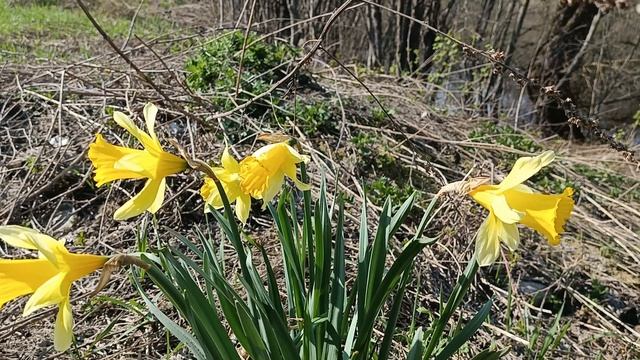 Нарцисс. Весенние цветы смотреть онлайн