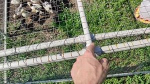 Недорогой выгул для цыплят своими руками. Чертежи. Размеры.