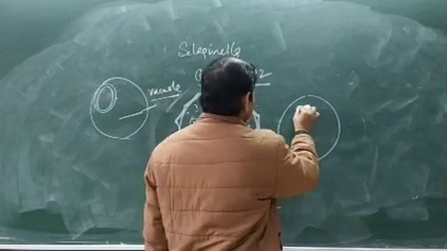 selaginella смотреть онлайн