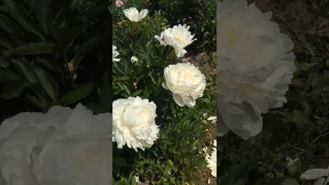 Пион Гардения (Paeonia Gardenia) смотреть онлайн