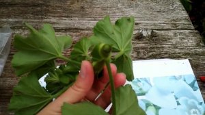 Два лучших способа черенкования Герани или Пеларгонии осенью ??.