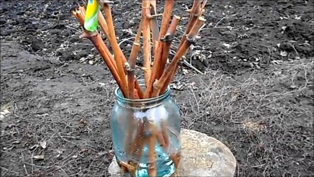 КАК Я ВЫРАЩИВАЮ ВИНОГРАД смотреть онлайн