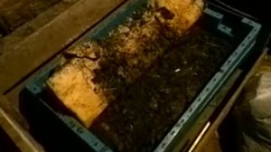 Кормление(лучший корм для червя). Разведение Дендробена, как развести червя вложив 150 рублей!