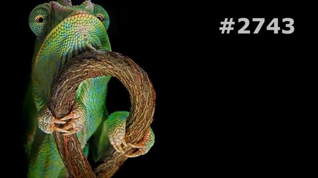 #2743. Хамелеоны (В мире животных) смотреть онлайн