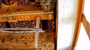 Кто ест яйца в курятнике Камера в курятнике