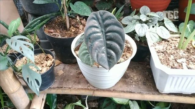 TANAMAN MURAH DI LAPAK PAK HERMAN GANG JEMPOL BNR, BIKIN MALES PULANG EPS 43 смотреть онлайн