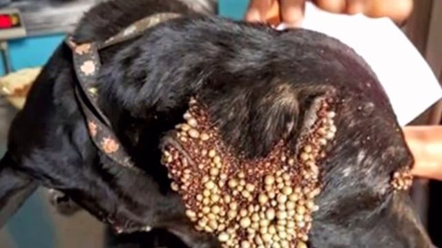 Из-за клещей эта собака потеряла столько крови, что едва могла волочила задние лапы за собой смотреть онлайн