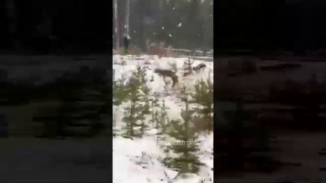Волки в сосногорском лесу смотреть онлайн