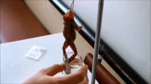 Торможение в центральной нервной системе