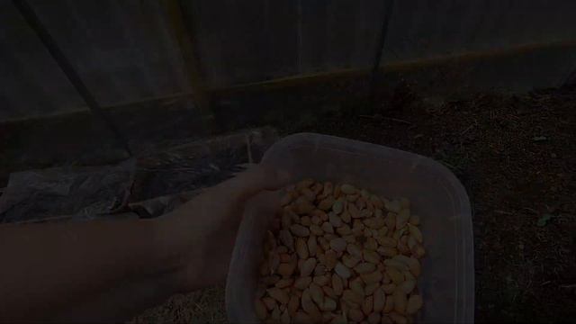 Посадка пророщенного арахиса в открытый грунт. смотреть онлайн