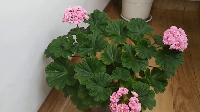 Пеларгония Anita.