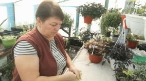 ?Ипомея, сорта и обрезка ?