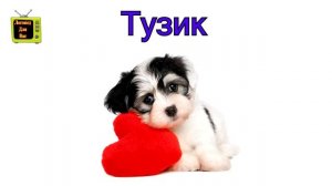 АВТОМАТИЗАЦИЯ ЗВУКА [З'] /ЗВУК ЗЬ/ Логопед 0+ learn Russian language