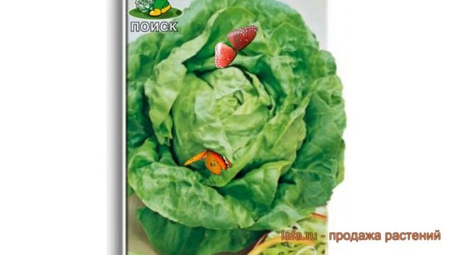 Салат обыкновенный Берлинский желтый Кочанный ? обзор: как сажать, семена салата смотреть онлайн