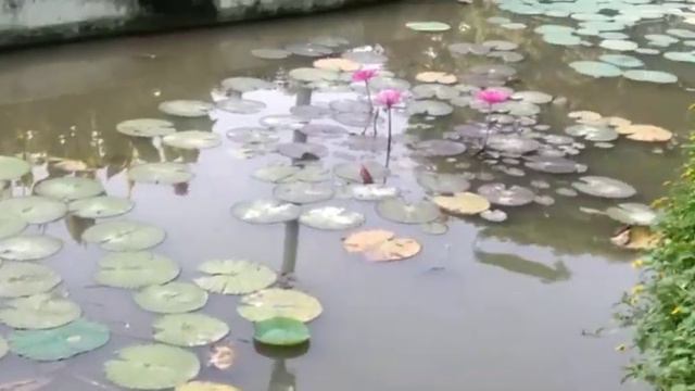 NBRI Lucknow |(National Botanical Research Institute)|@keenghumakkad466 смотреть онлайн