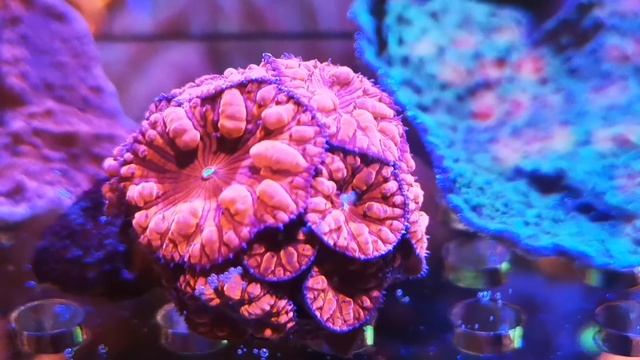 Бластомусса Мерлетта ( Blastomussa merletta) смотреть онлайн