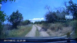 Фазан быстро бегает!!