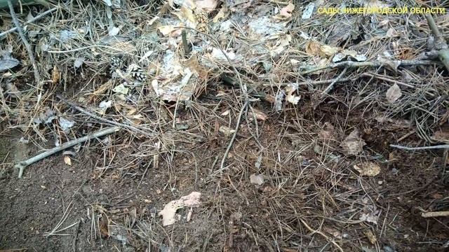 Почва для голубики.Грунт для голубики. смотреть онлайн