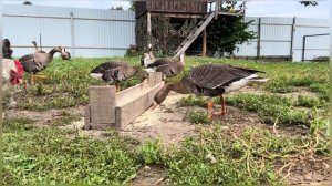 Разведение манных (подсадных) гусей. Дикие гуси.