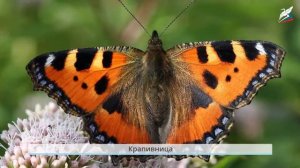 Почему мы не будем рвать цветы, ловить бабочек и будем соблюдать тишину в лесу?