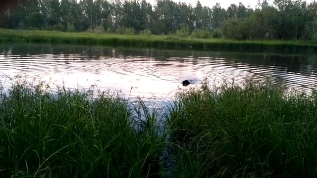 Вахтельхунд подача утки с воды смотреть онлайн