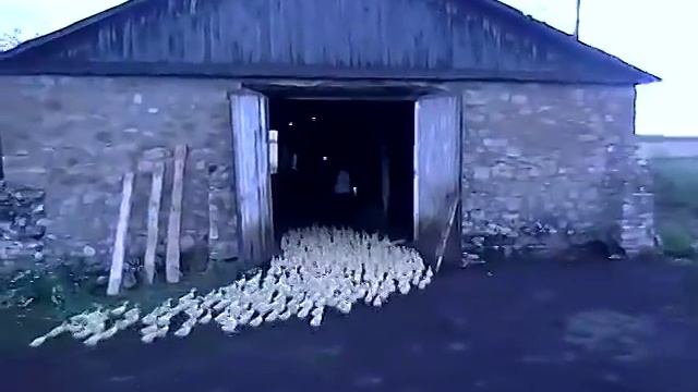 ПРИКОЛ.....ДРЕСИРОВАННЫЕ ГУСИ ХОДЯТ СТРОЕМ смотреть онлайн