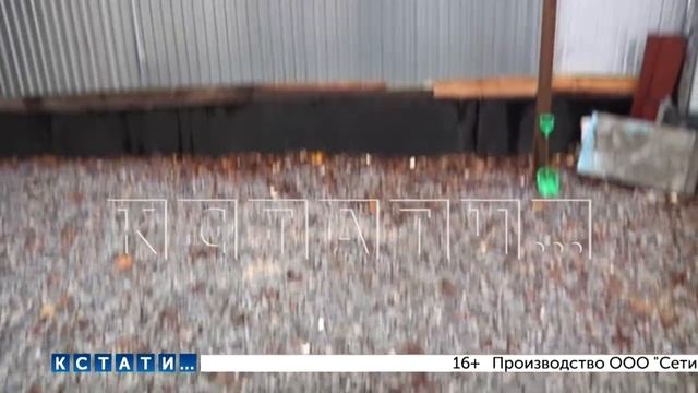 Собаки стали жертвой соседских конфликтов - одну расстреляли, другую отравили смотреть онлайн