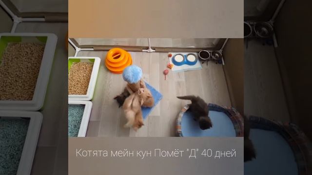 Маленькие котята породы мейн кун играют смотреть онлайн