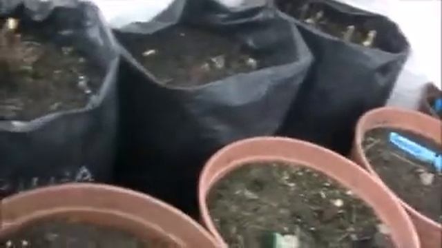 Итоги перезимовки саженцев . Зима 2019. смотреть онлайн