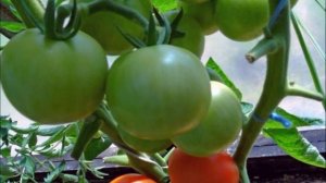 ТОМАТ ЯБЛОНЬКА РОССИИ - РАННЕСПЕЛЫЙ ПОПУЛЯРНЫЙ НЕПРИХОТЛИВЫЙ ШТАМБОВЫЙ СОРТ ДЛЯ ЗАСОЛКИ И НЕ ТОЛЬКО