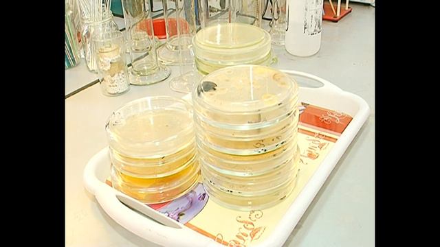 день науки   золото добывают из грибов