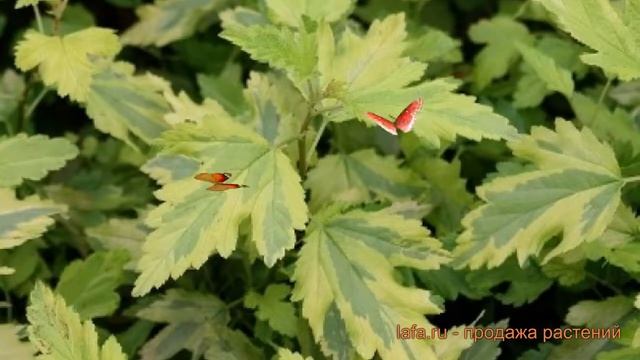 Пузыреплодник калинолистный Энис Голд ? обзор: как сажать, саженцы пузыреплодника Энис Голд смотреть онлайн