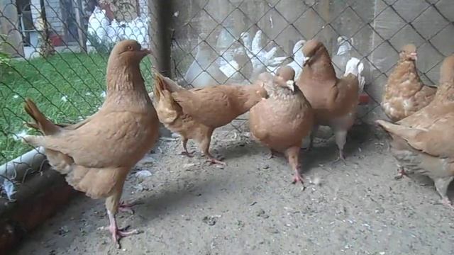 Голуби Кинг жёлтый смотреть онлайн