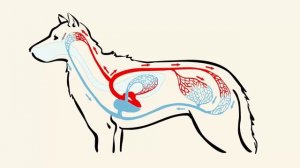 Кровеносная система у млекопитающих