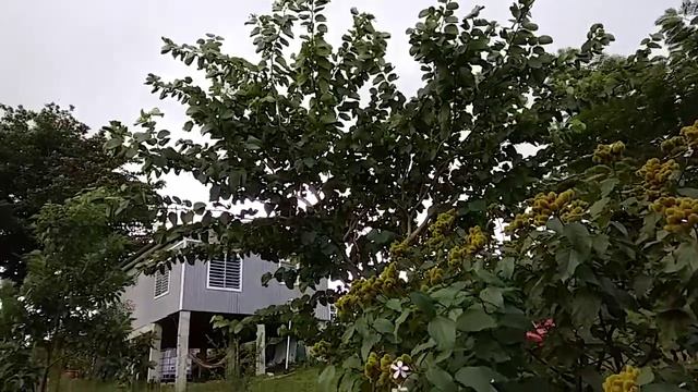 Arboles de mi tierra arbol de orquidea смотреть онлайн