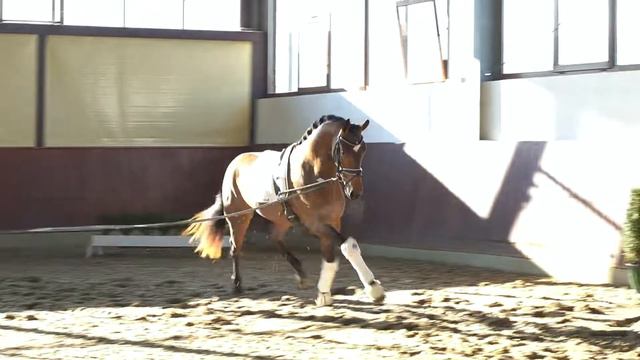 Dressuryoungster-Auktion Training Lot 6 Fabrice Wallach v. Fürst Samarant - Florestan I смотреть онлайн
