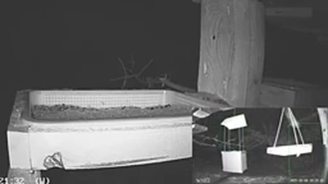 2021 Feb 06: Livestream bird feeding station. Ripley, Ontario Canada by AtHomeFriendlyTecGuy смотреть онлайн