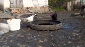 ДИАЛОГ О СОДЕРЖАНИИ ГУСЕЙ . ☝ ЧЕМ КОРМИТЬ И ГДЕ КУПАТЬСЯ ?