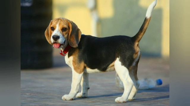 Будинок для собачки.