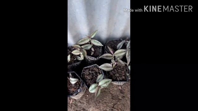 DRAGON TAIL OR TIBATIB|GIANT TARO OR BADYANG|MONSTERA|CALADIUM смотреть онлайн