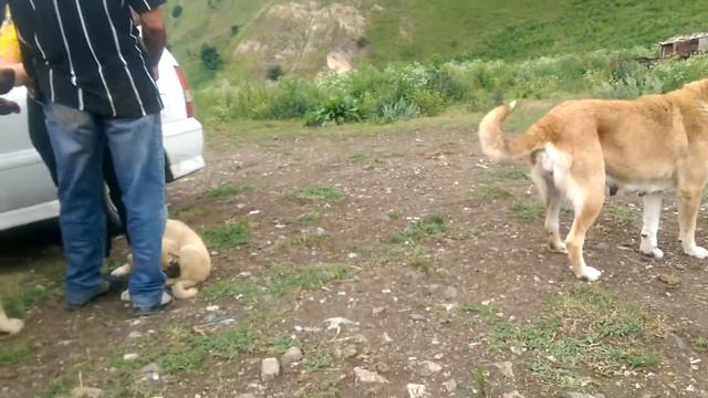 Roy & Shoko, Stepanavan смотреть онлайн