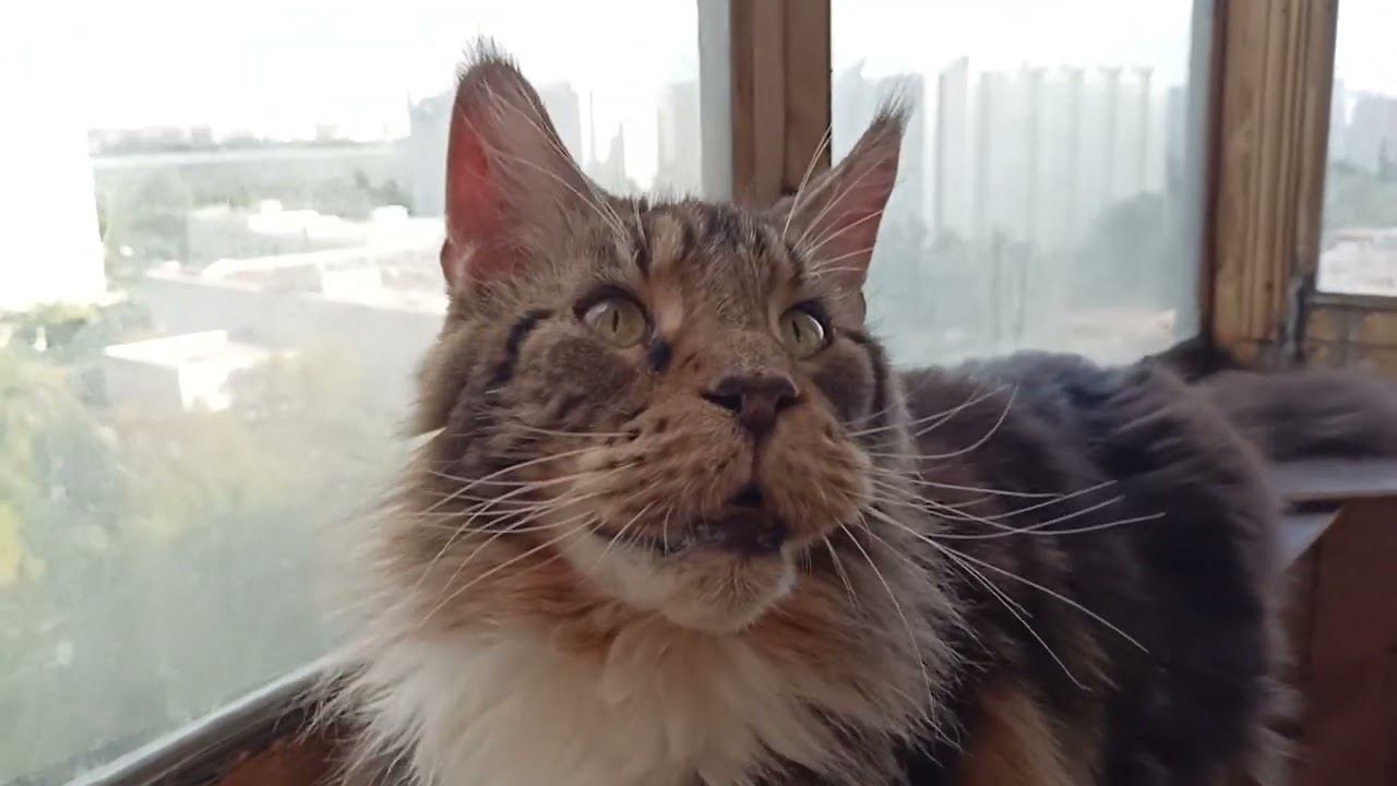 Мейн-Кун Лоря отдыхает на балконе.#кот#котики#коты#cat #catlover #catvideos#cartoon#moscow