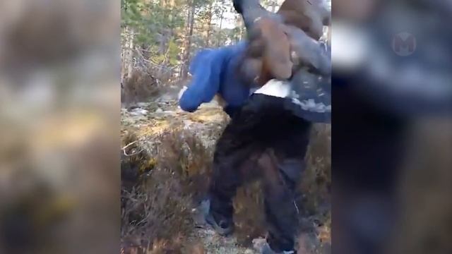 Сразил с Удара! Внезапные Появления Животных Снятые на Камеру смотреть онлайн