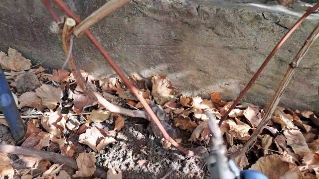 Обрезка винограда на длинные лозы и на хороший урожай.Все очень просто! смотреть онлайн