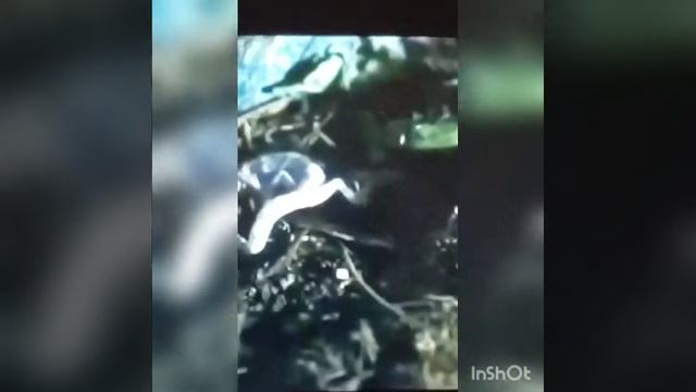 Тарантул в деле! Тарантул против многоножки, сколопендры, скорпиона и даже змеи!