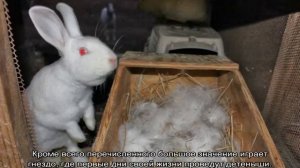Почему крольчиха съедает своих новорожденных крольчат