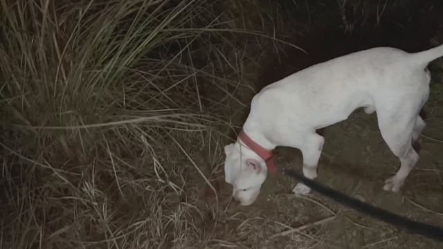 Sher ko dekhke Pitbull out of control hogya😰😡jungle me Bike pe attack😭🙏 смотреть онлайн